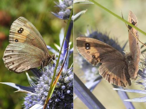 Erebia meolans